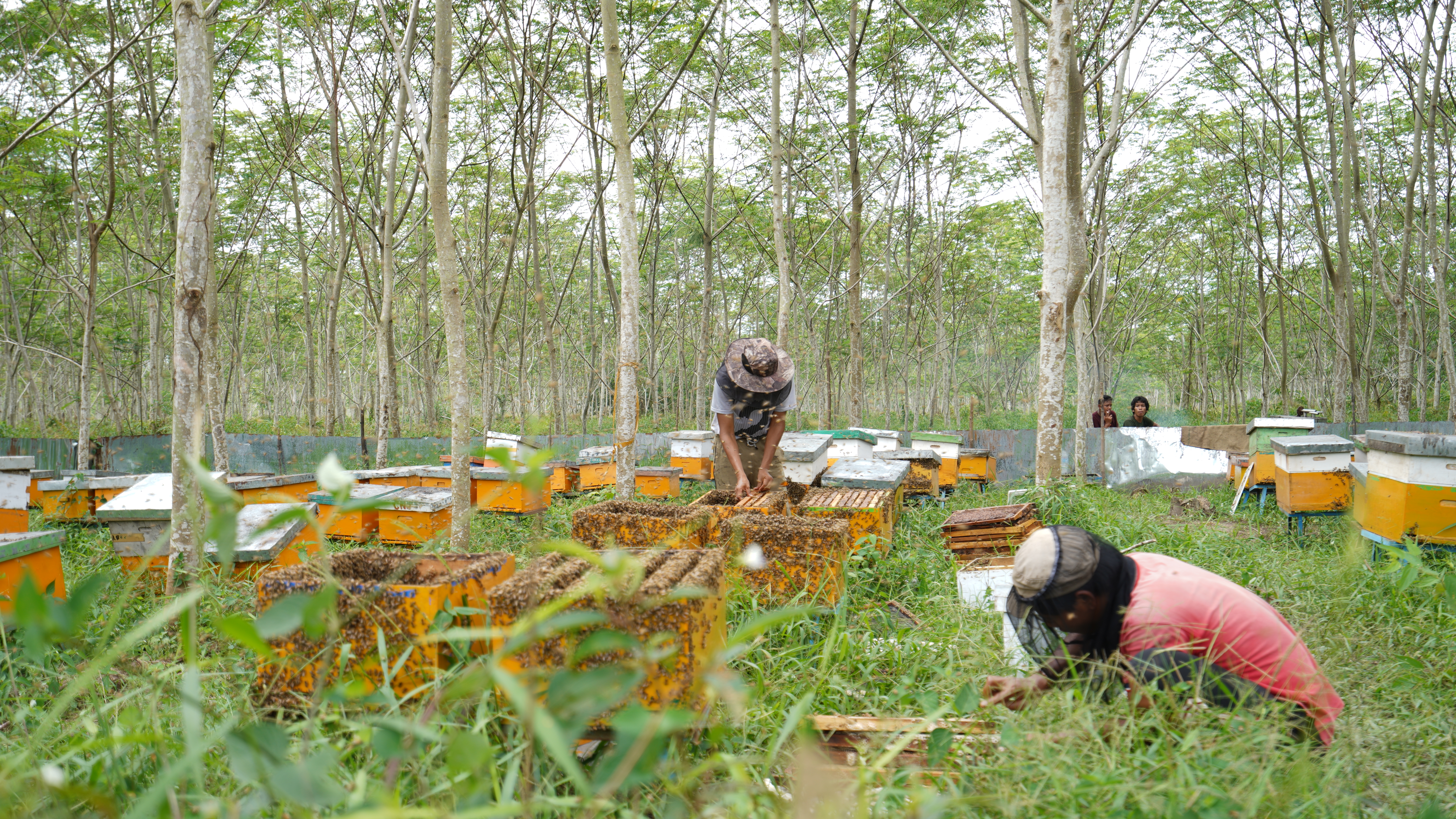 Acacia Honey Photo 1