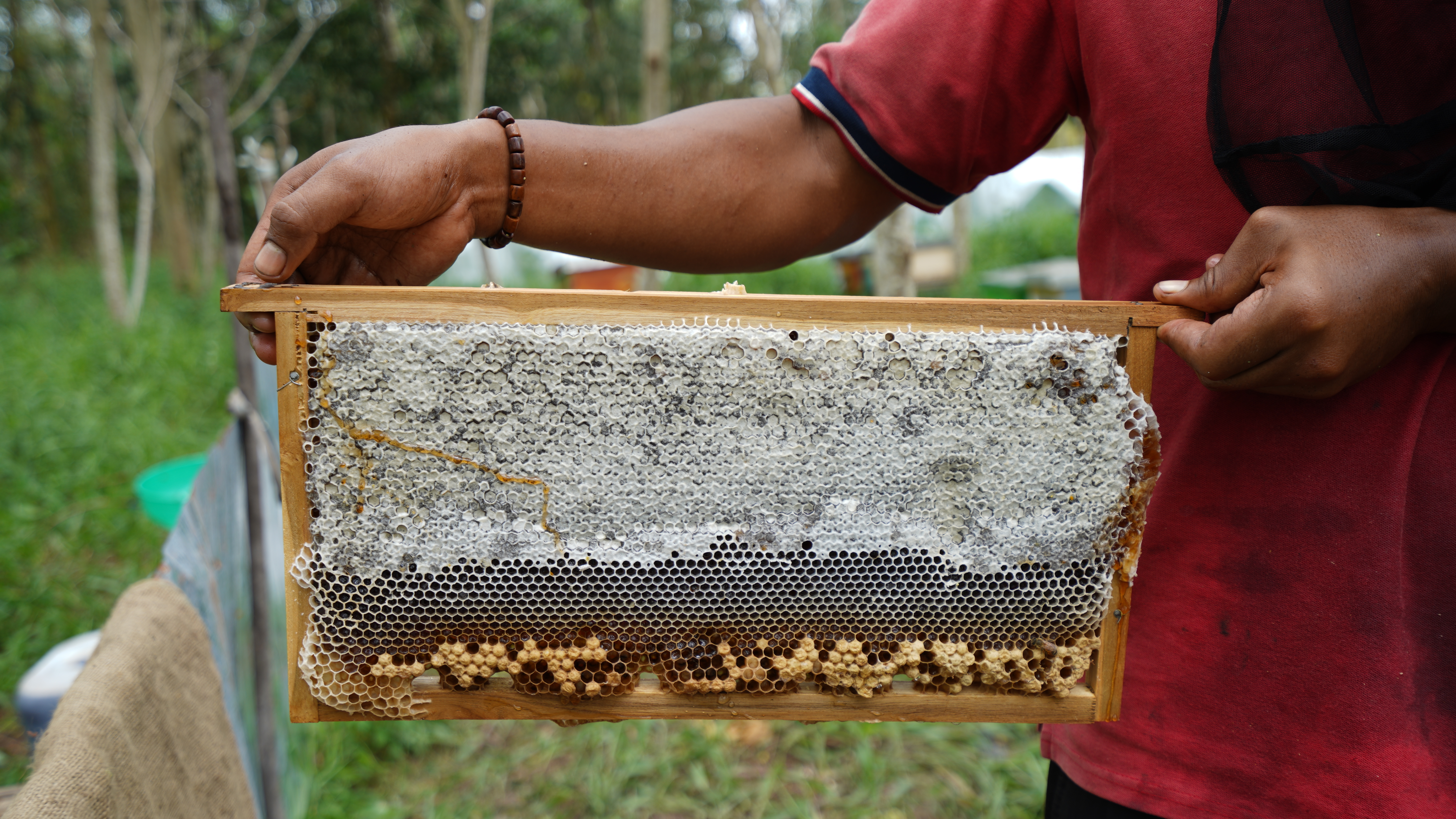 Acacia Honey Photo 1